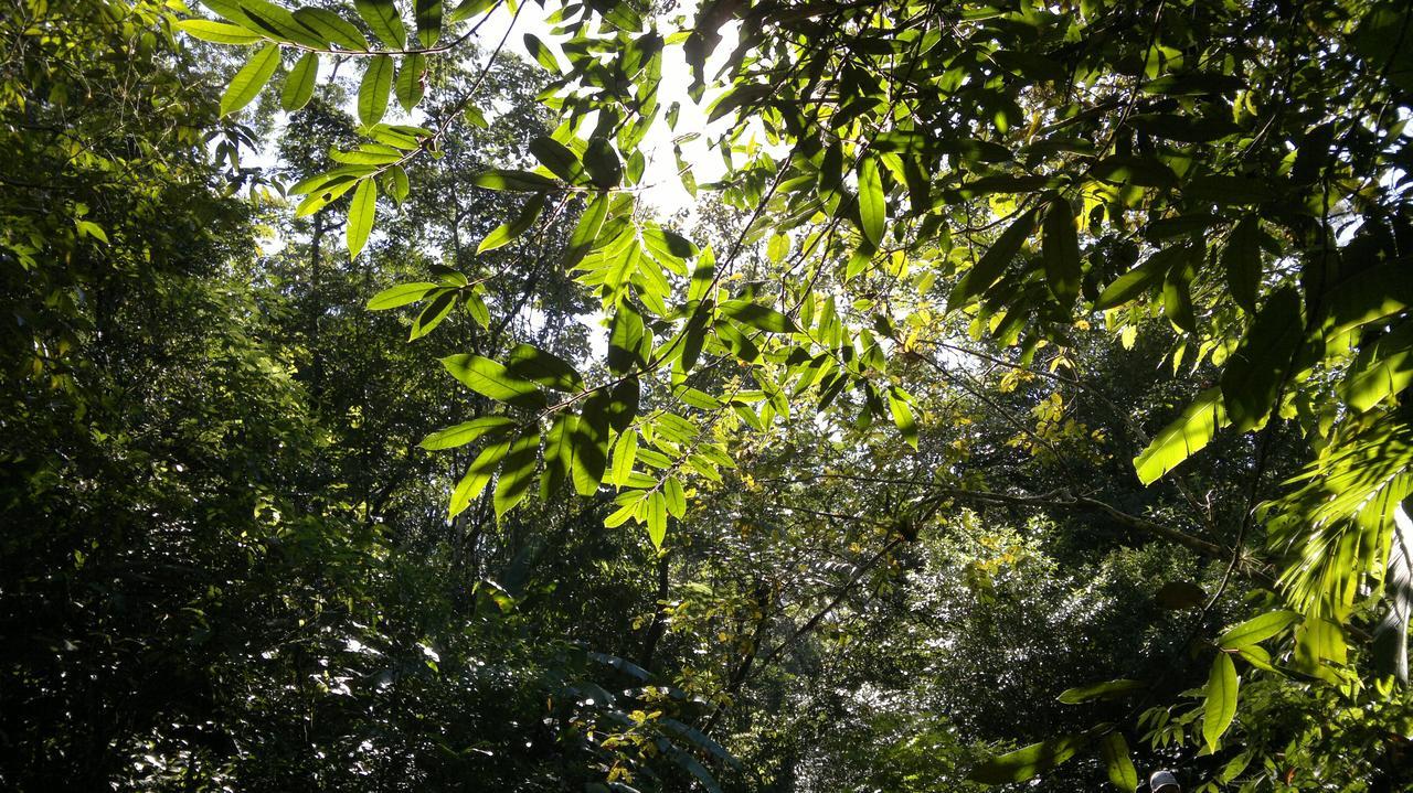 Junglez Eco Hostel Guarau Eksteriør billede